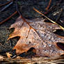 Leaf With Droplets