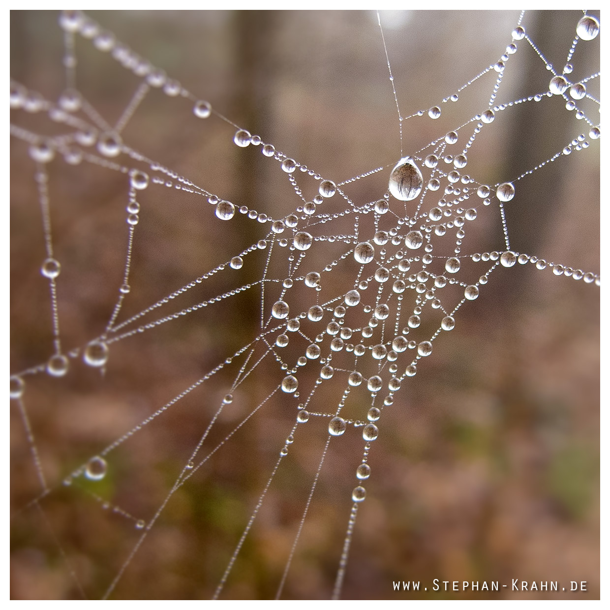 Spiderweb with raindrops