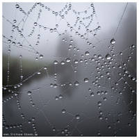 Water Drops In Spider Web