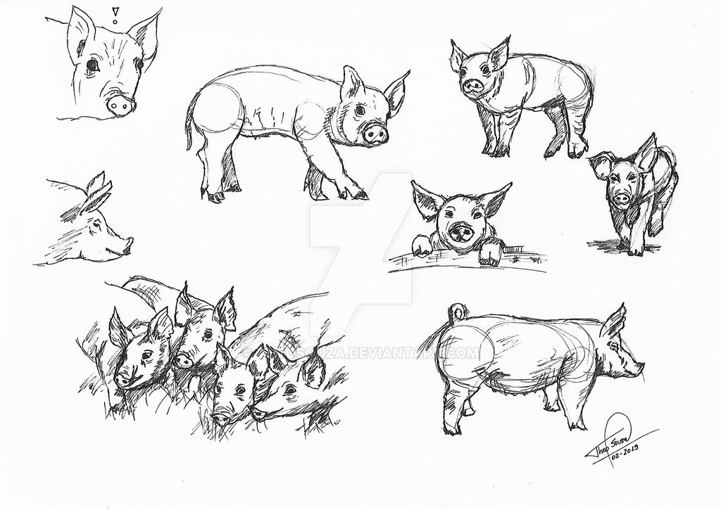 Pig Reference Pig Study by theosouza on DeviantArt