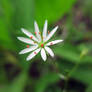 Tiny flower 2