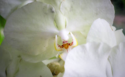 White Orchid