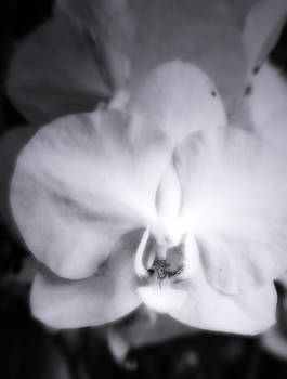 White Orchid (Monochrome)