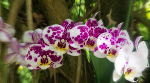 Orchids