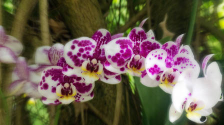 Orchids