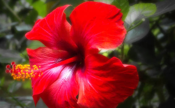 Red Flower