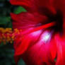 Red Flower