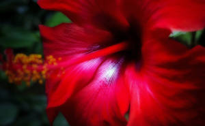 Red Flower