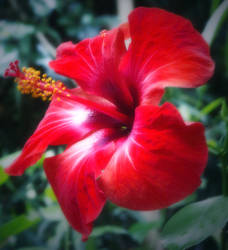 Red Flower