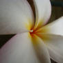 Plumeria Macro