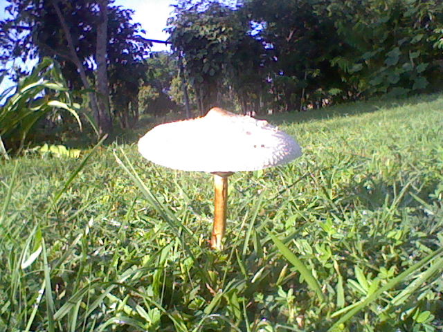 Mushroom