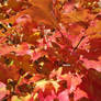 autumn leaves