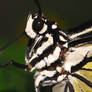 Macro Butterfly 1