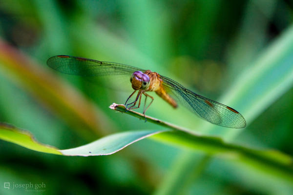 Dragonfly