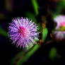 Purple Flower Of Mimosa