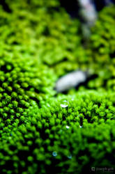 Water Drop on Mosses I