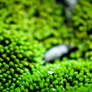 Water Drop on Mosses I