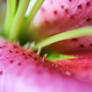 Macro on Lily