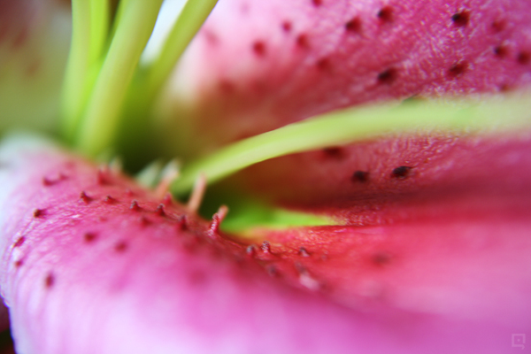 Macro on Lily