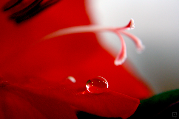 Water Drop On Petal III