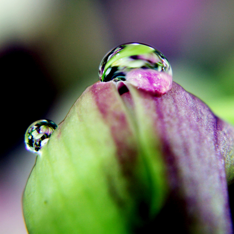 Droplet 8