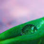 Droplet On Leaf