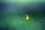 Spider Web 02 by josgoh