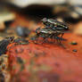 Mating Housefly 02