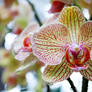 Orchid 06