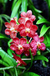Orchid 20 by josgoh