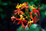 Flower-128 by josgoh