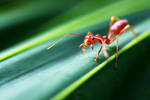 Red Ants 02 by josgoh