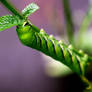 Caterpillar 01