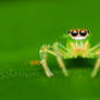Spider 15