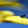 Droplet 44