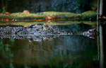 Symmetry Croc by josgoh