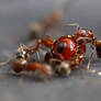 Ants Life 01