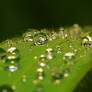 Morning Dew 01