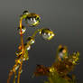 Droplet 61