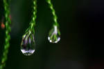 Droplet 62 by josgoh