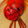 Dragonfly 16