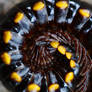 Millipede 02