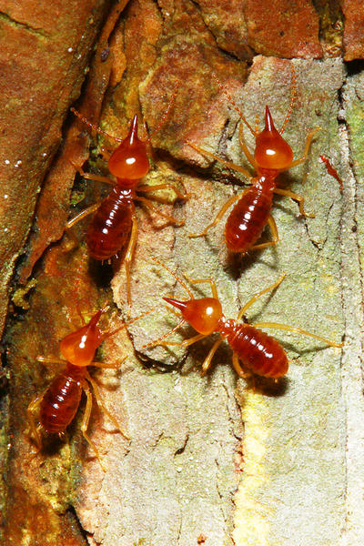 Termite Pretty Termites by josgoh on DeviantArt
