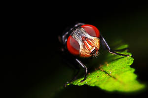 Housefly 10