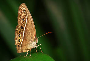 Butterfly 52