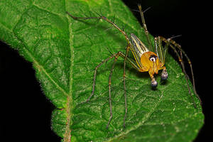 Spider 42