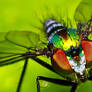 Insects 56