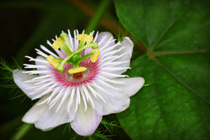Flower 50
