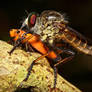 Robber Fly Feasting