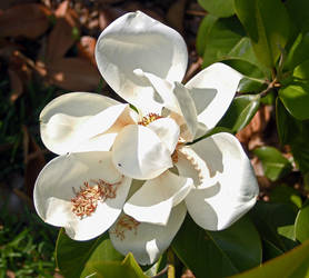 Magnolia No 8